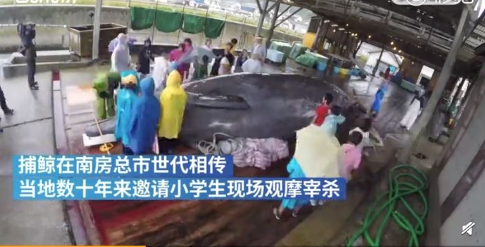 고래잡이는 일본 미나미보소시에서 대대로 전해졌으며, 수십 년 동안 초등학생을 초청해 고래 해체 현장을 참관시켰다. 사진=펑파이 신문