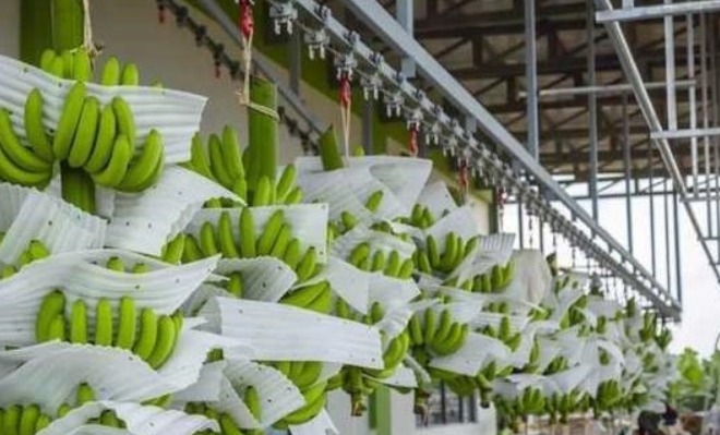 캄보다아 Longmate Agriculture 회사 재배중인 바나나 사진=제안단 뉴스