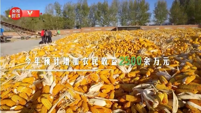 리슈현의 옥수수표준생산시범구에서 기계화농법으로 수확한 옥수수 수확장면, 치우스왕명게의 기계ㅣ비멈행