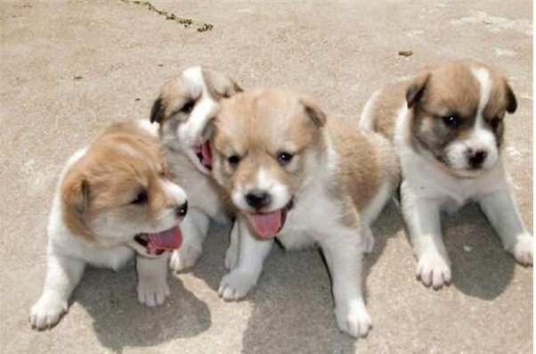 <strong>中华田园犬 (중화전원견)</strong>