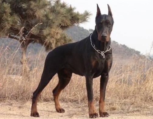 <strong>杜宾犬 (도베르만)</strong>