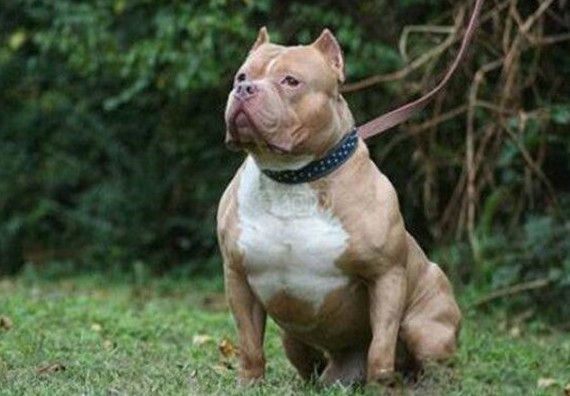 <strong>比特犬 (핏불테리어)</strong>