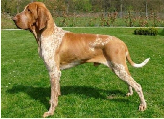 <strong>寻血猎犬 (블러드 하운드)</strong>