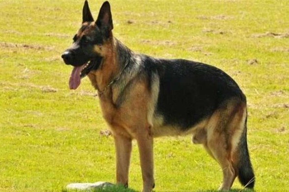 <strong>德国牧羊犬 (저먼셰퍼트)</strong>