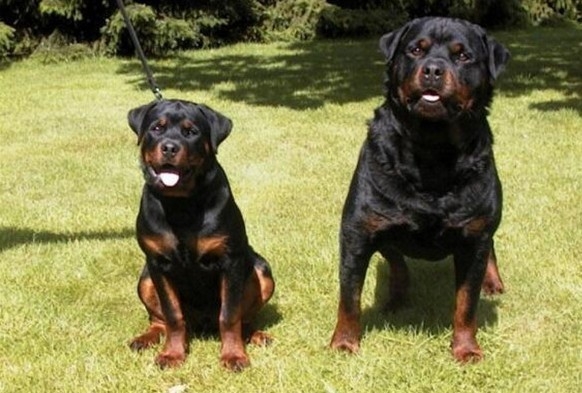 <strong>罗威纳犬 (로트와일러)</strong>