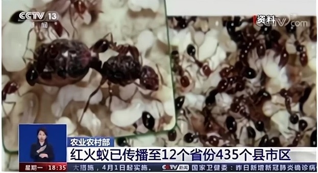 중국CCTV가 남미대륙의 외래종인 붉은개미의 피해지역이 12개성 435지역으로 확산됐다고 주요뉴스로 보도했다. CCTV 메인뉴스 보도 화면 캡쳐.