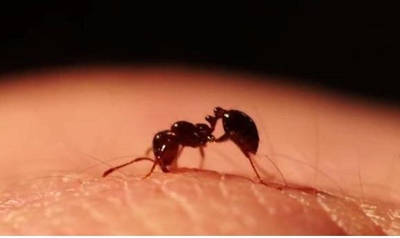 남미에서 들어온 붉은개미가 중국에서 확산되면서 국무원산하 9개부처가 합동방제특별대책을 세워 비상방제에 들어갔다. 바이두 캡쳐