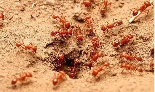 남미에서 들어온 붉은개미가 중국에서 확산되면서 국무원산하 9개부처가 합동방제특별대책을 세워 비상방제에 들어갔다. 바이두 캡쳐