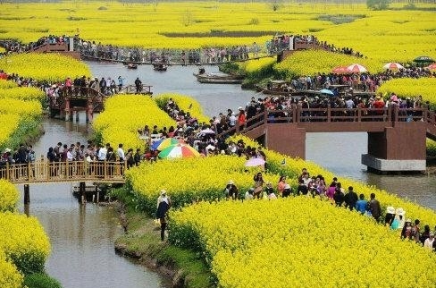 중국 궤이저우성 유채꽃밭에 지난 3-5일 청명절연휴에 몰린 관광객들. 바이두 웨이보캡쳐.