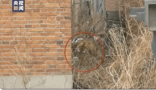 어제 23일, 헤이롱지앙성의 빈 농가에, 동북호랑이가 웅크리고 있는 모습. CCTV 방송화면 캡쳐.