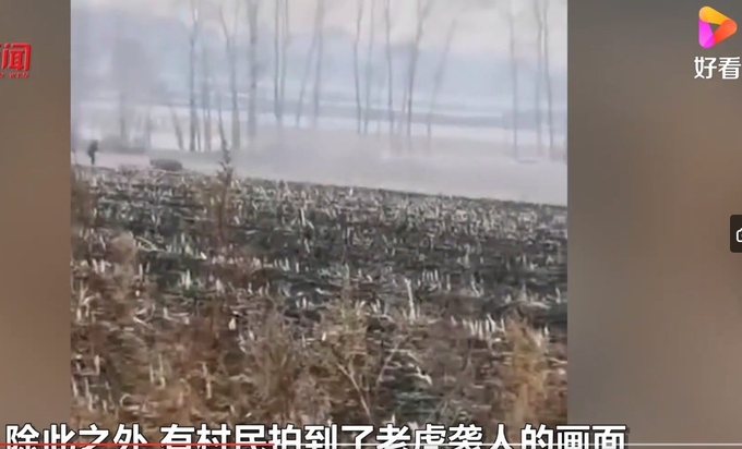 논두렁에 서었는 농부( 왼쪽의 서 있는 사람 ) 를 향해 달려가는 동북호랑이, 