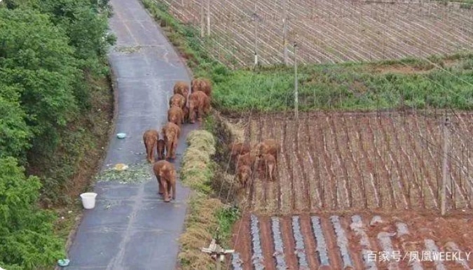 윈난성 시슝반나의 서식지를 떠난 15마리의 야생 아시아코끼리떼가 500킬로미터를 북상하면서, 주민들의 안전과 농작물과 농토에 대한 피해를 끼지고 있다는 보도가 잇따르고 있다. 펑황망 캡쳐.