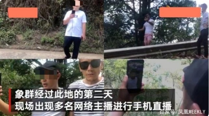 야생코끼리떼의 윈난성 성도 쿤밍시 진입으로 인한 관심이 집중되자. 틱톡등 SNS 생중계팀들이 모여들고 있다. 펑황망 캡쳐