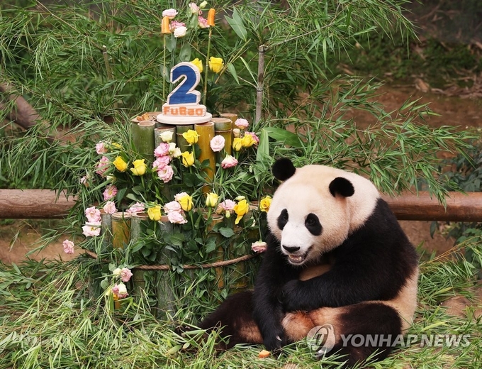 한국 용인의 에버랜드에서 태어나 7월 20일 두 살 생일을 맞은 푸바오.