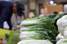 마트에서 판매중인 배추. 사진=연합뉴스