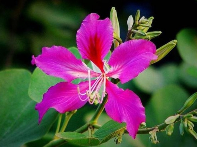'홍콩시의 꽃'인 Hong Kong Orchid이다. 공교롭게도 꽃잎이 다섯 장이다. 중국어 꽃이름은 자형화 ( 紫荆花 ) , 학명은 Bauhinia blakeana Dunn이다. 홍콩행정구의 구기는 이 홍콩시의 상징꽃을 형상화한 것이다. 바이두 캡쳐.